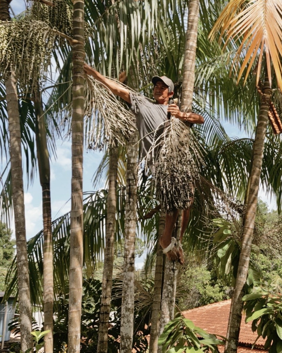 Peconheiro harvesting açaí