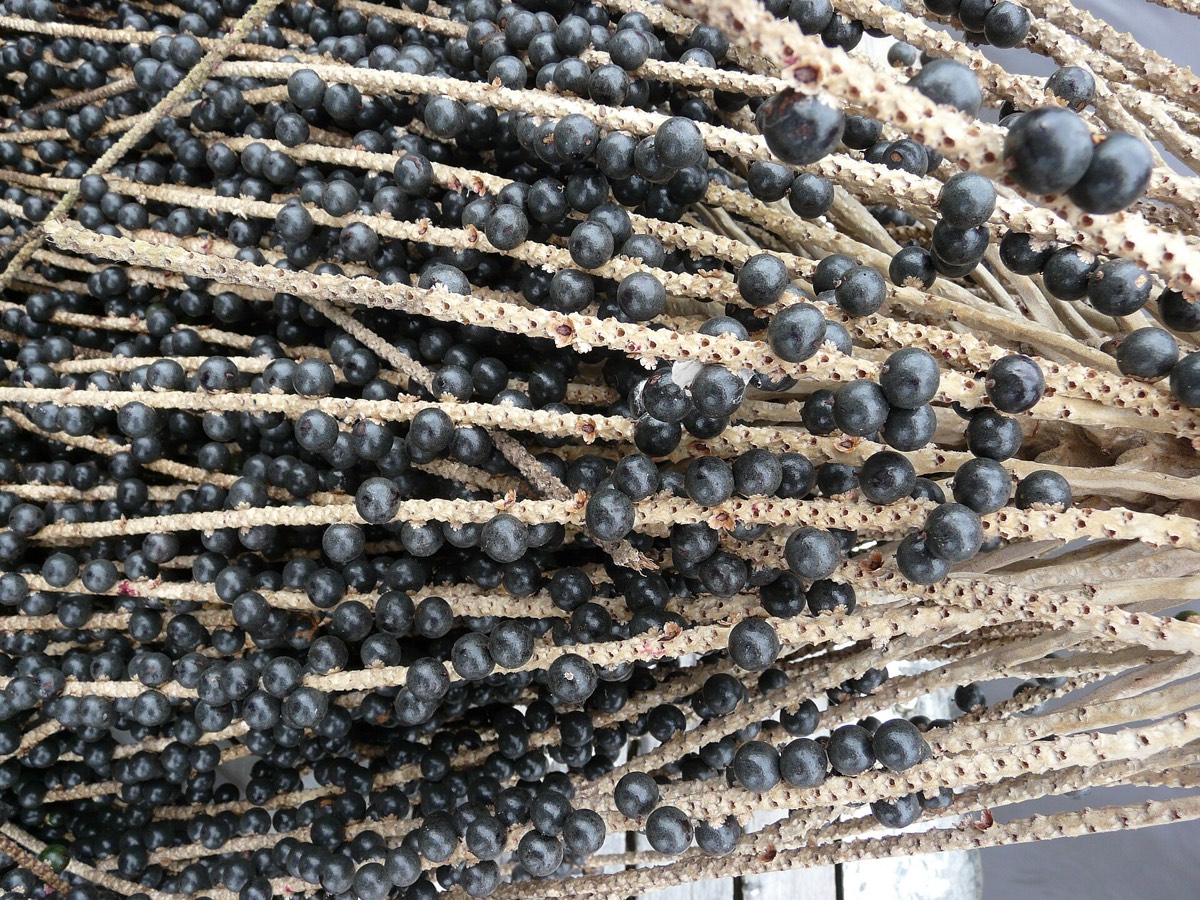 Açaí berries on the branch